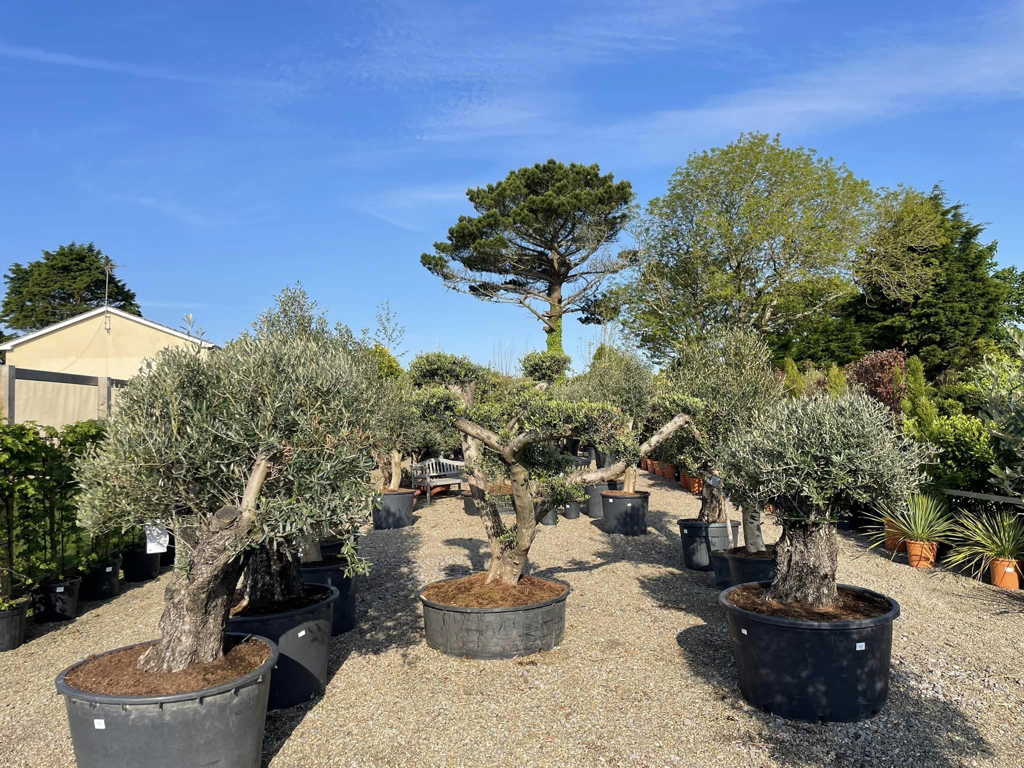 Loop Nurseries Lydstep Nurseries & Garden Centre Pembrokeshire